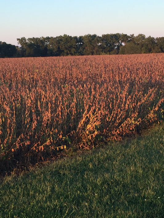 October 2025 - Newsletter