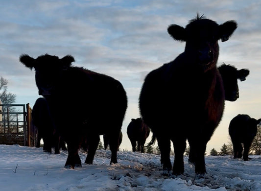 January 2026 - Newsletter