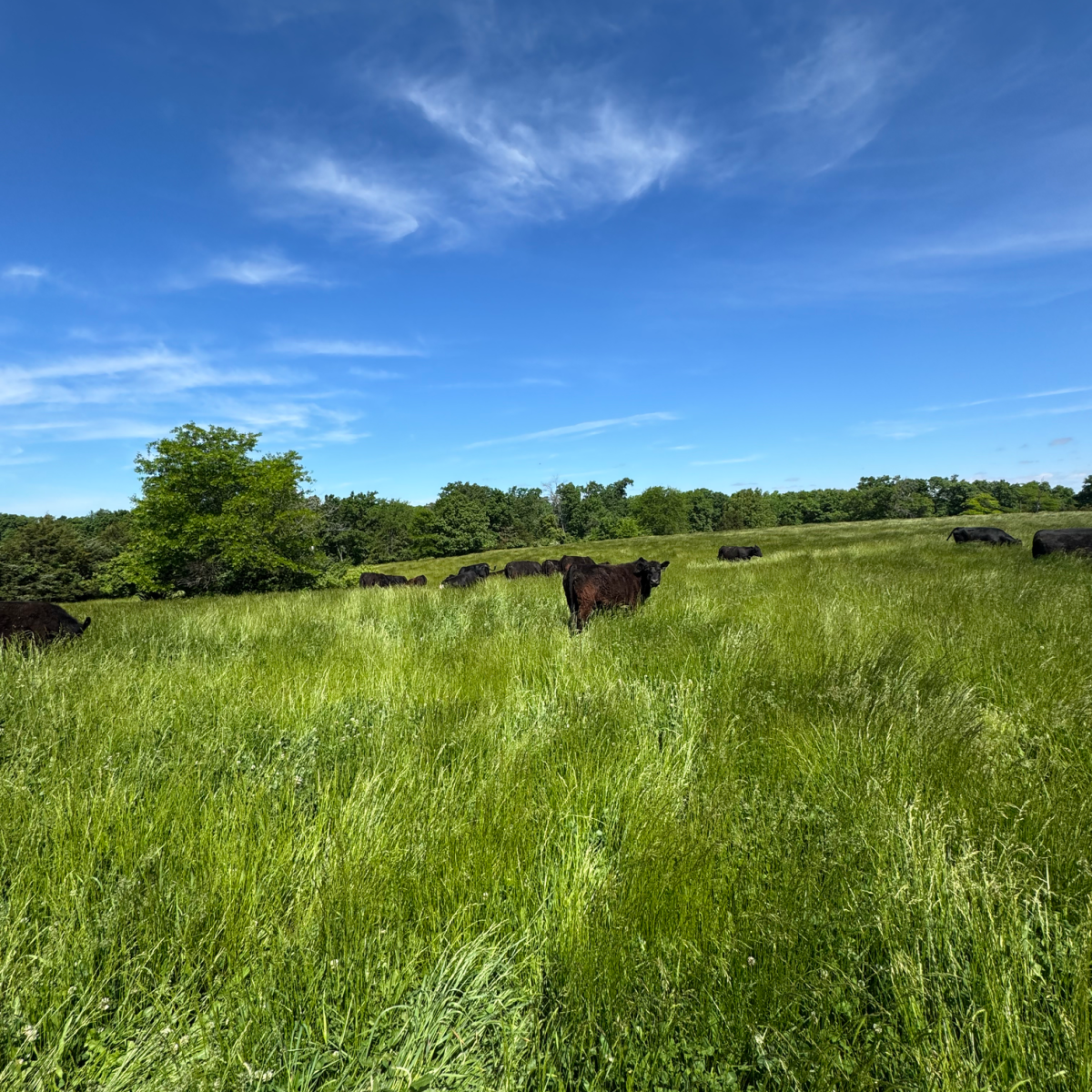 Pastures and Fields