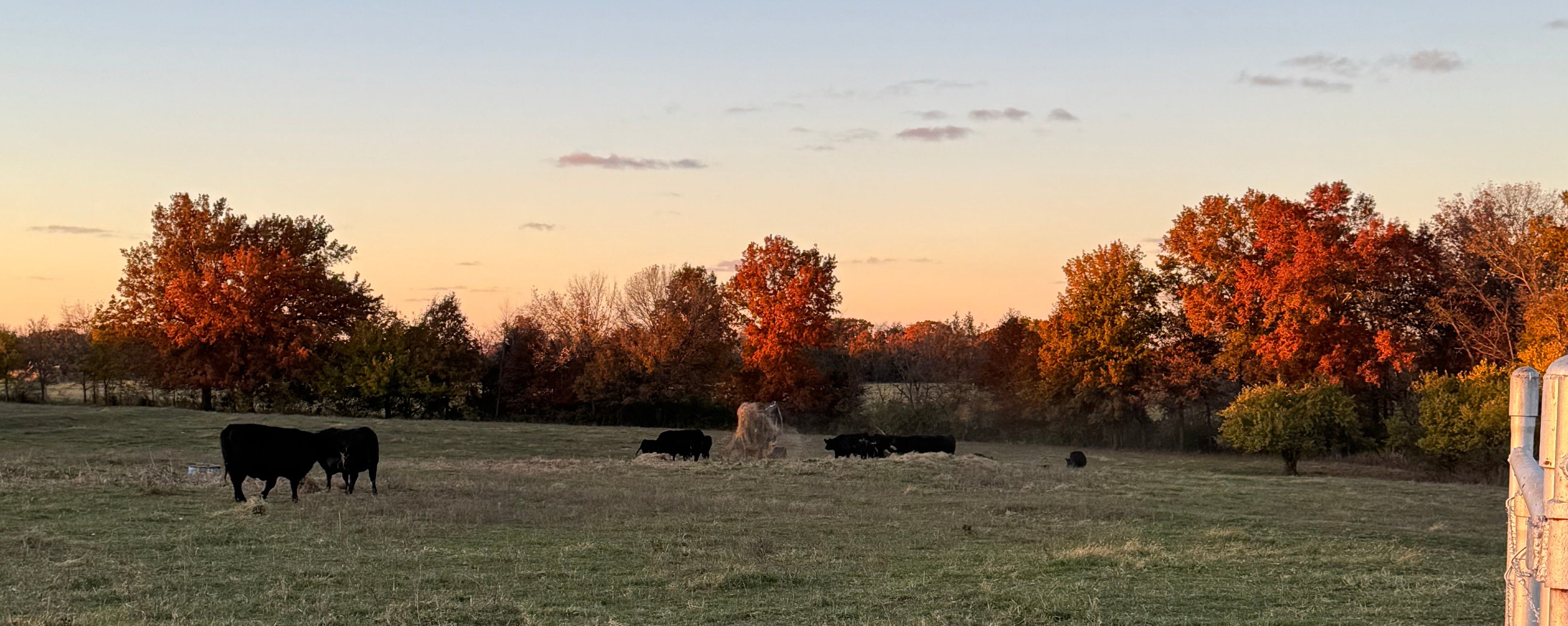 Cows grazing in a field with trees displaying autumn colors at sunset.